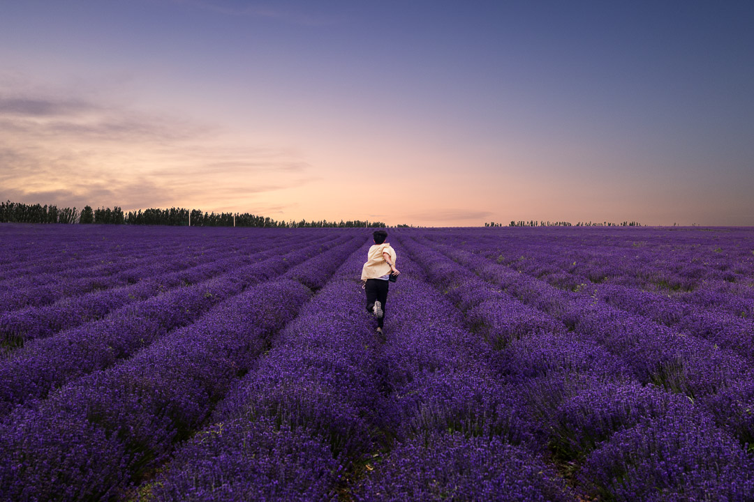 个人_薰衣草奔跑