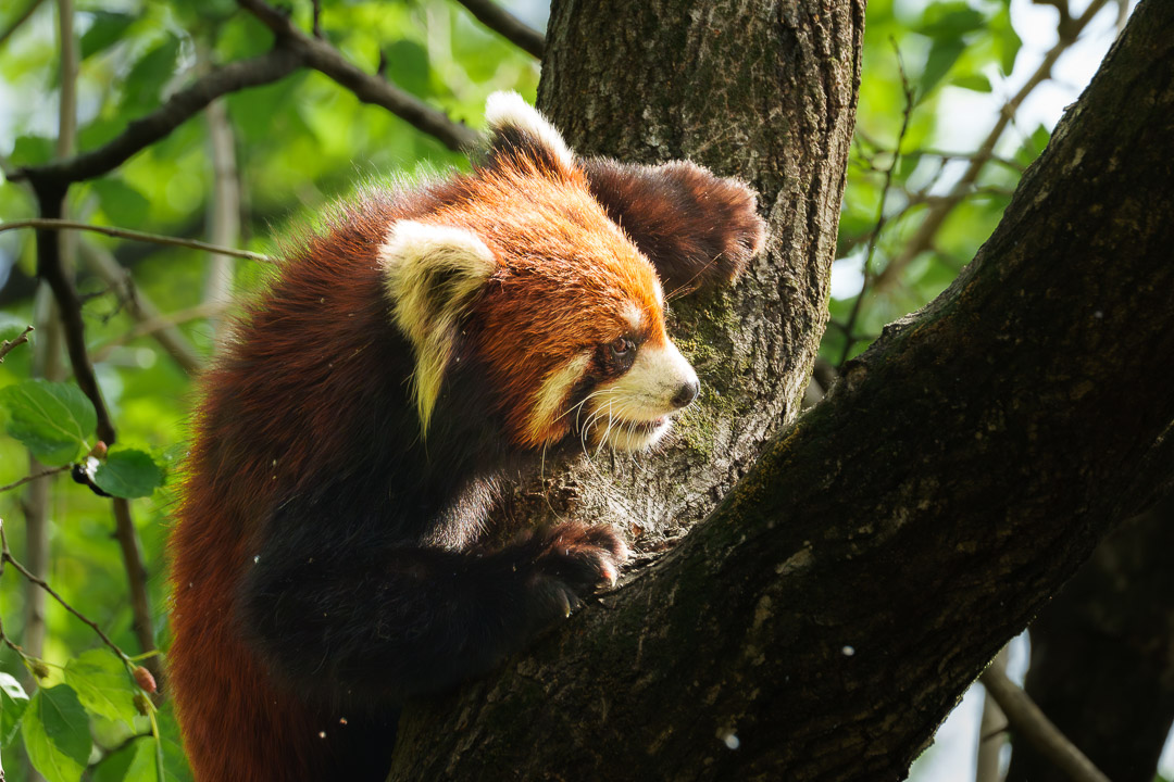 动物生态_小熊猫-1