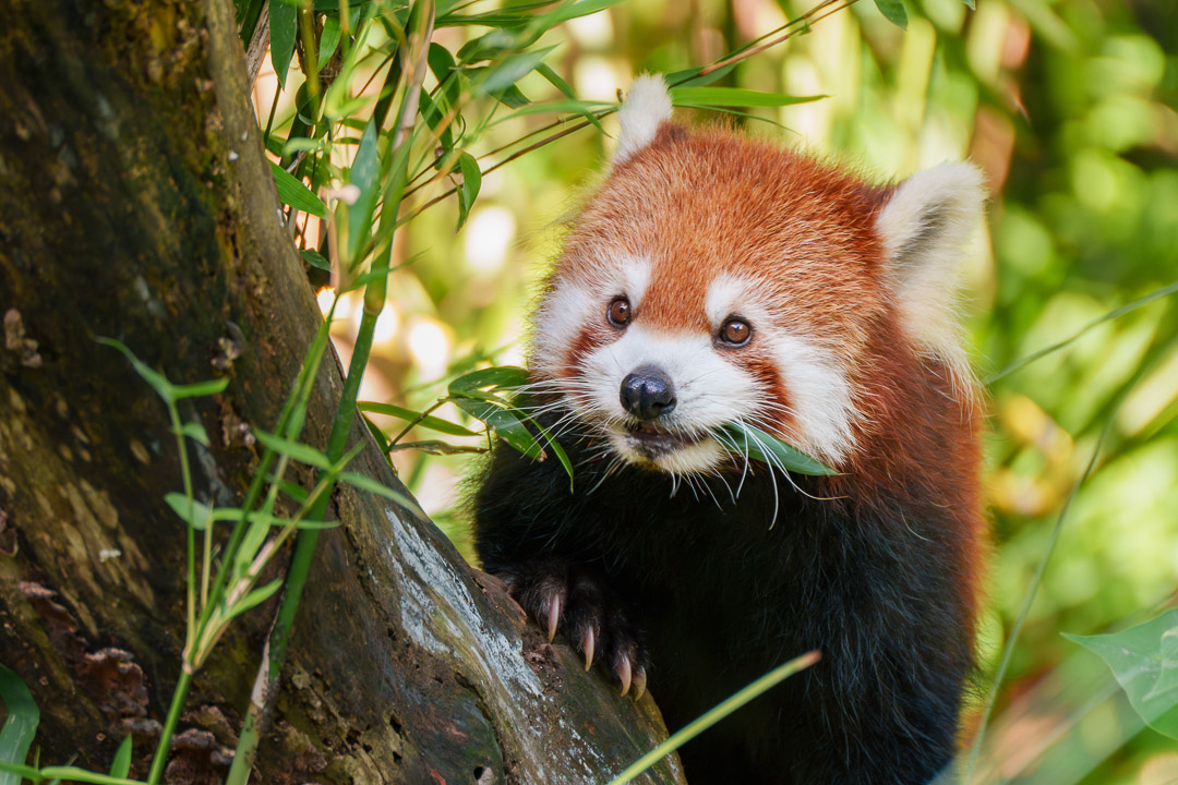 动物生态_小熊猫-2