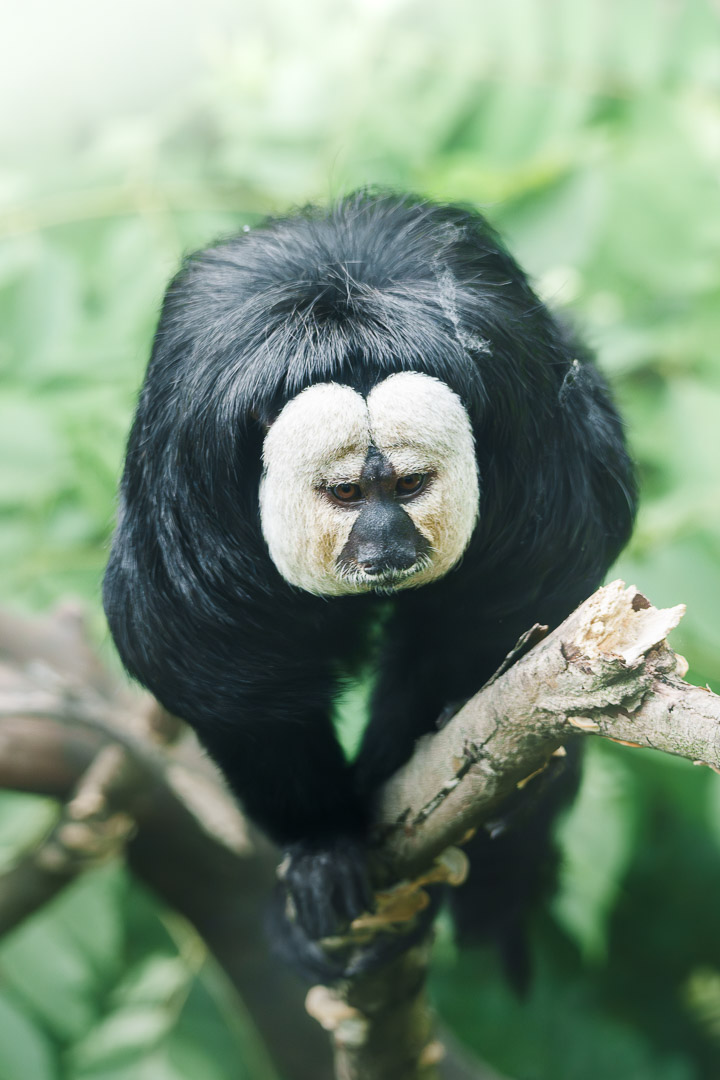 动物生态_杜杜-1