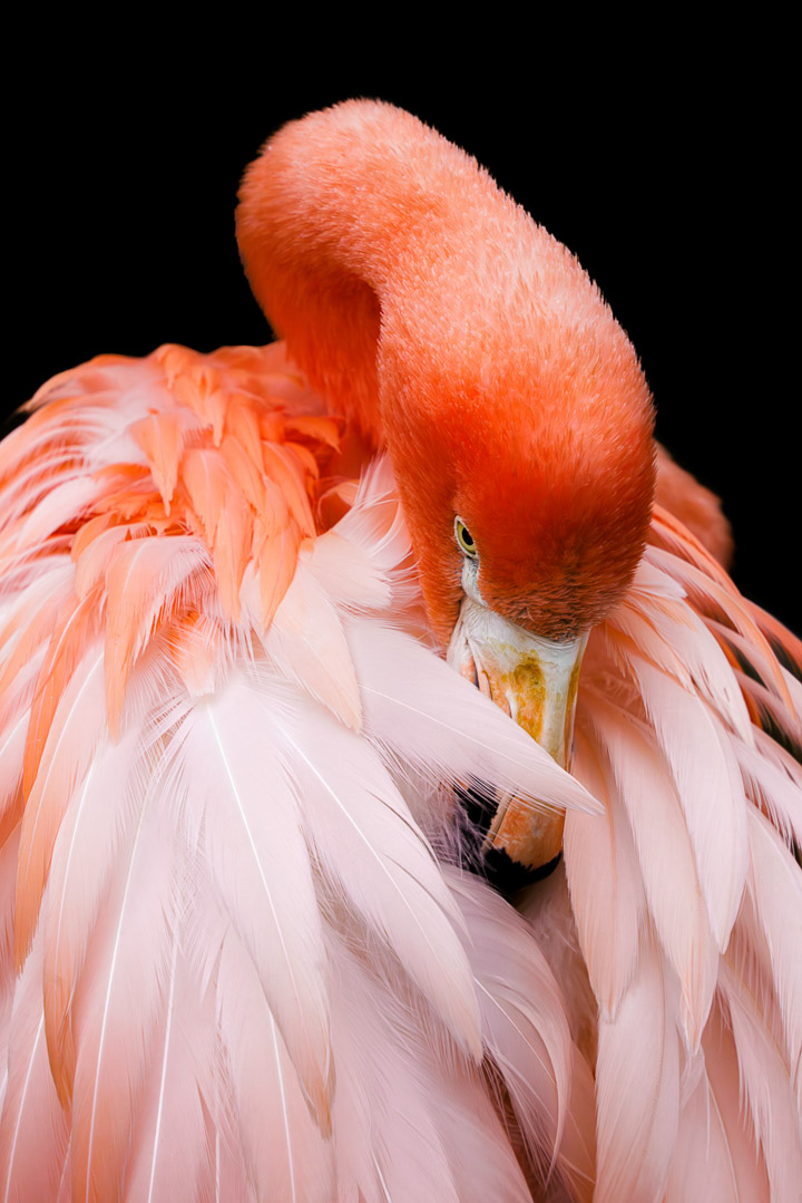 动物生态_火烈鸟-1