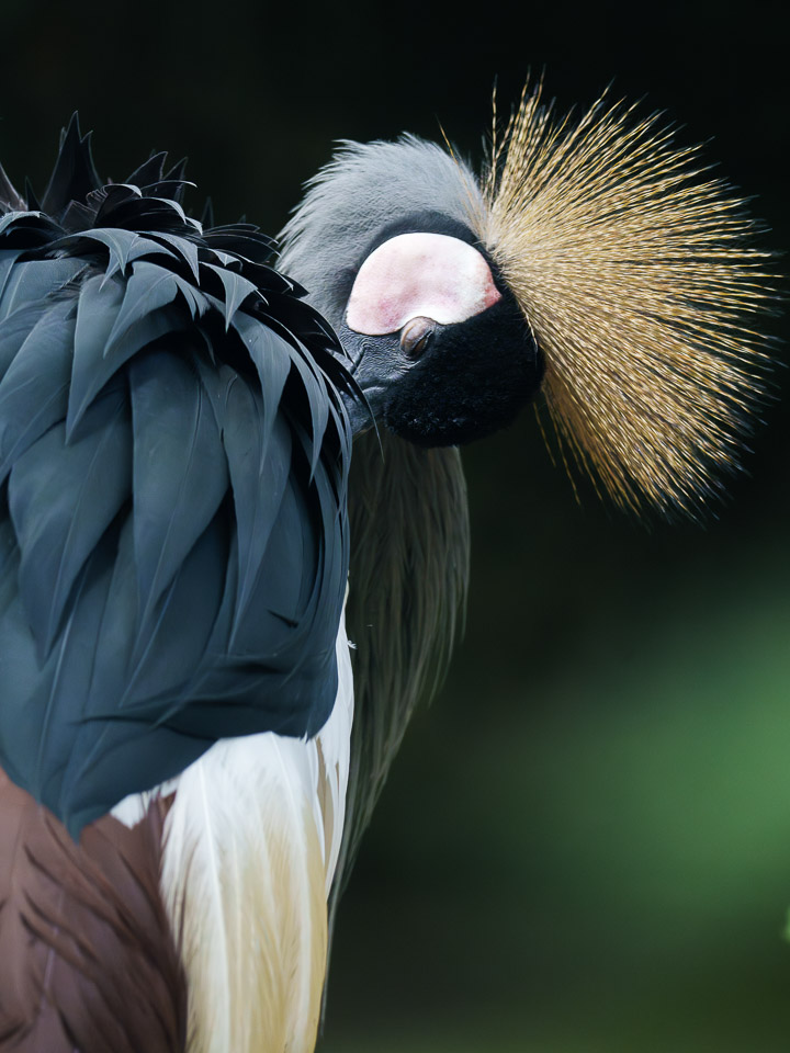 动物生态_灰冠鹤-1