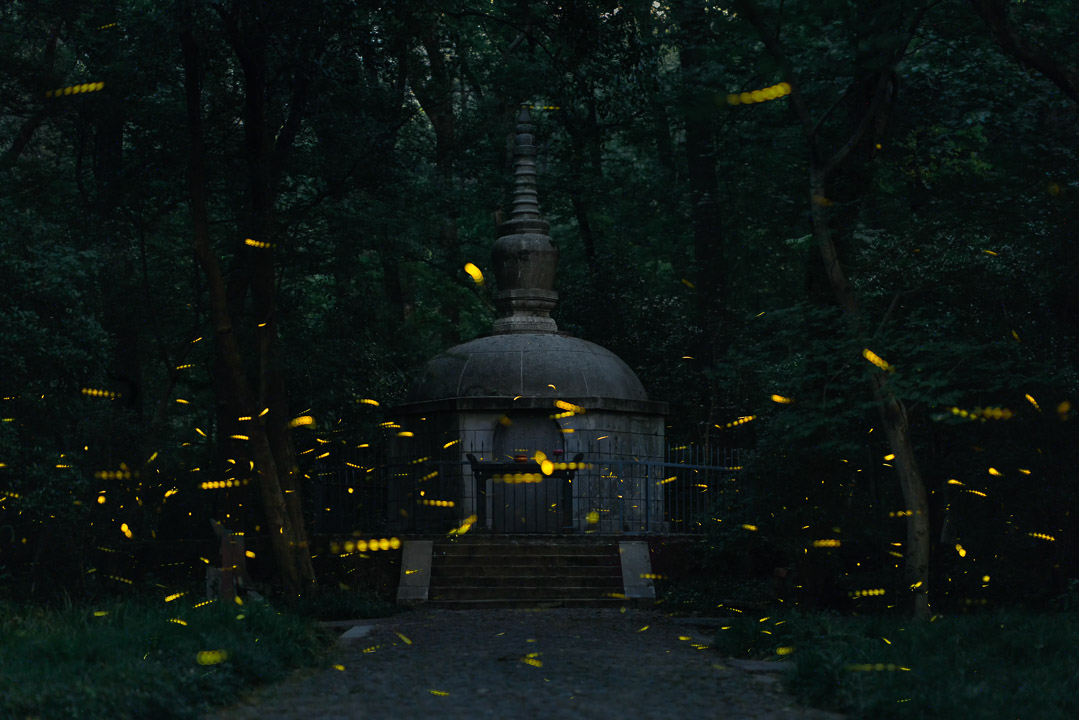 动物生态_灵谷寺萤火虫