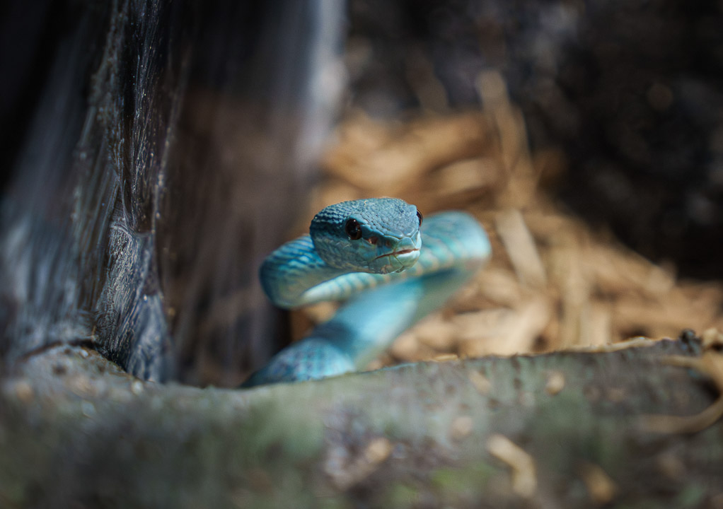 动物生态_竹叶青-1