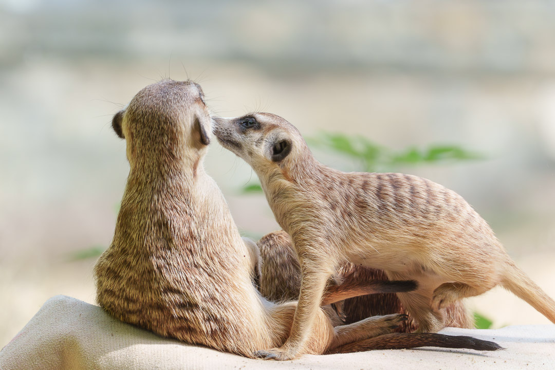 动物生态_细尾獴-1