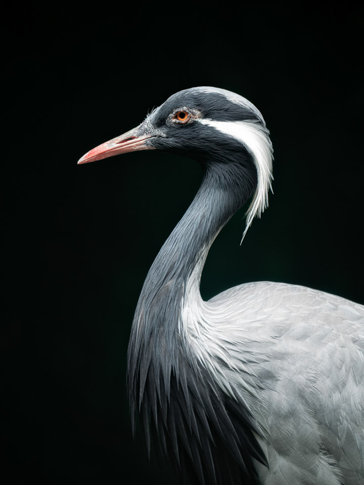 动物生态_蓑羽鹤-1