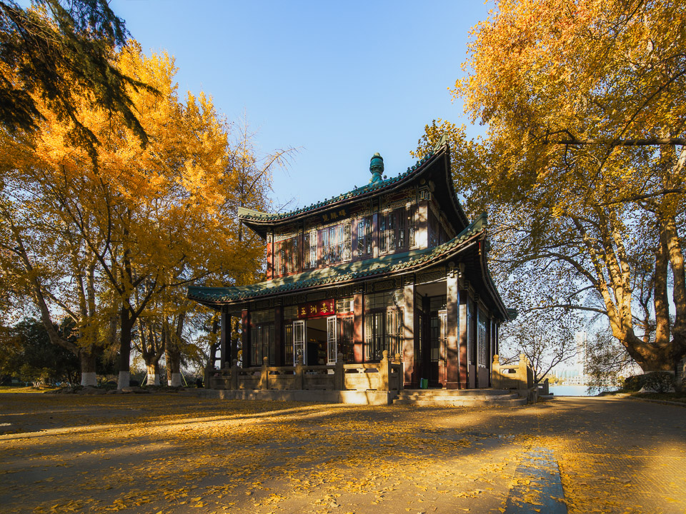 建筑_玄武湖梁州银杏