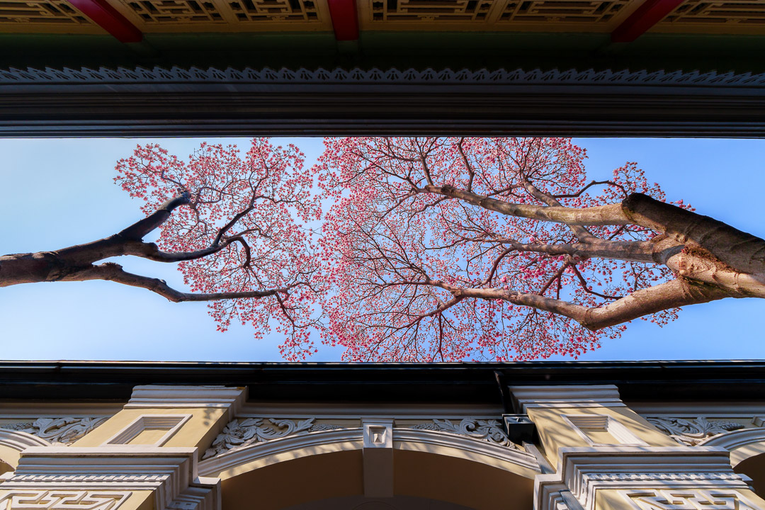 植物_总统府玉兰花-1