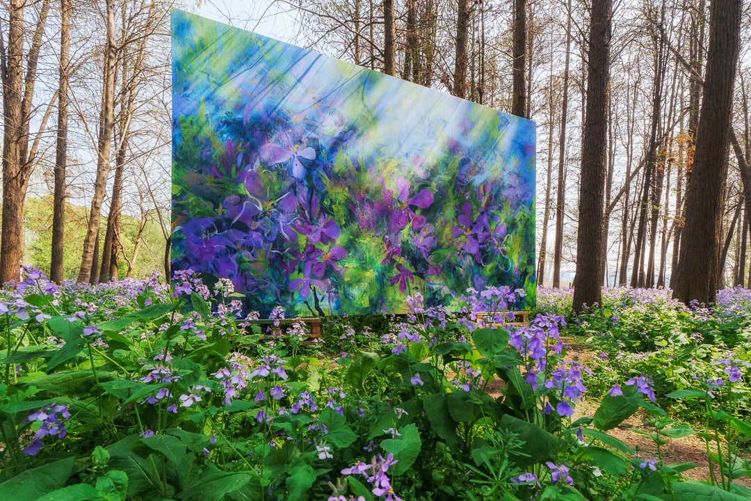 植物_江心洲二月兰-1