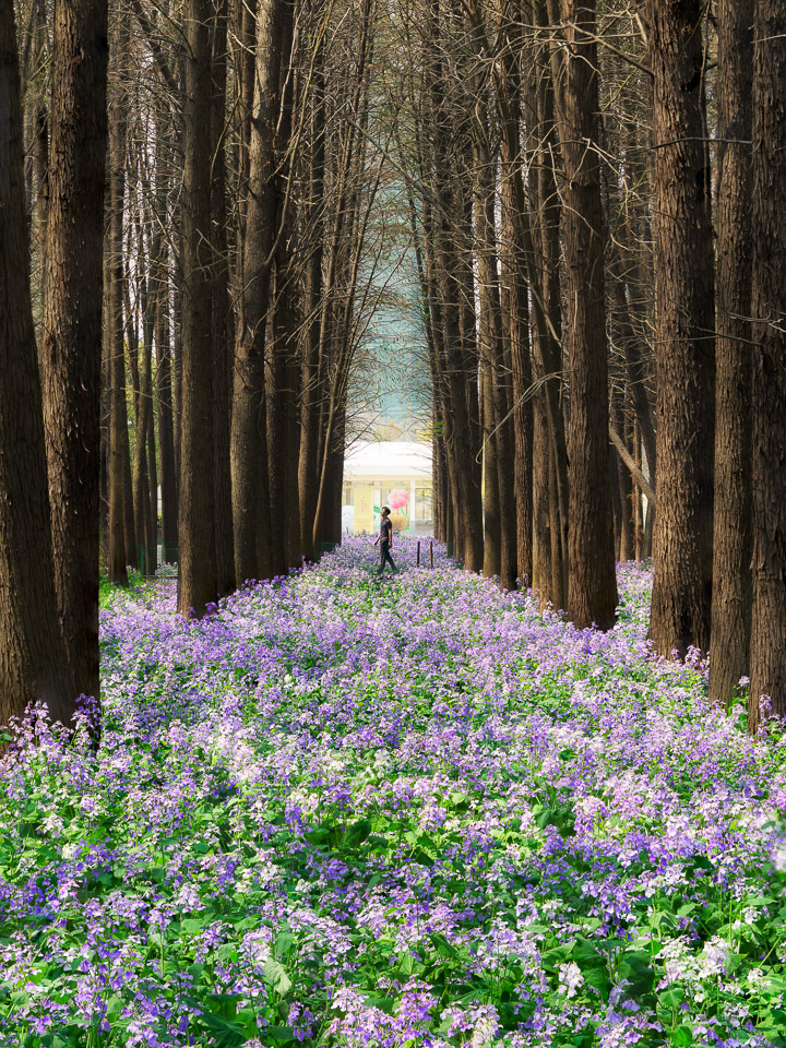 植物_江心洲二月兰-2