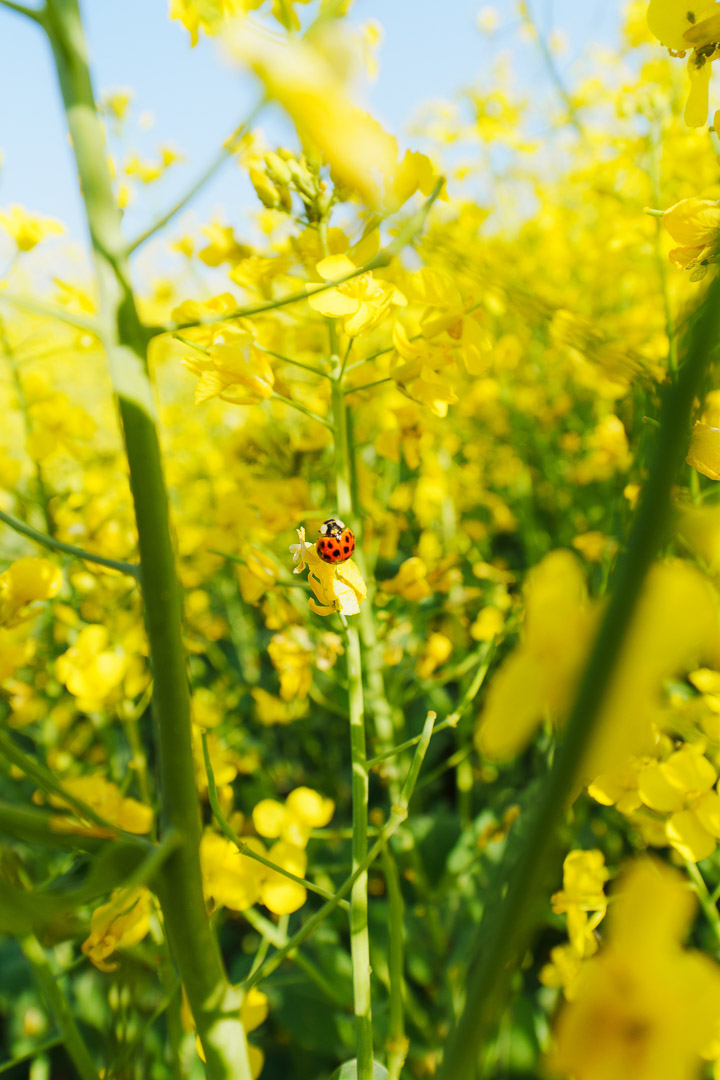 植物_江心洲油菜花-1