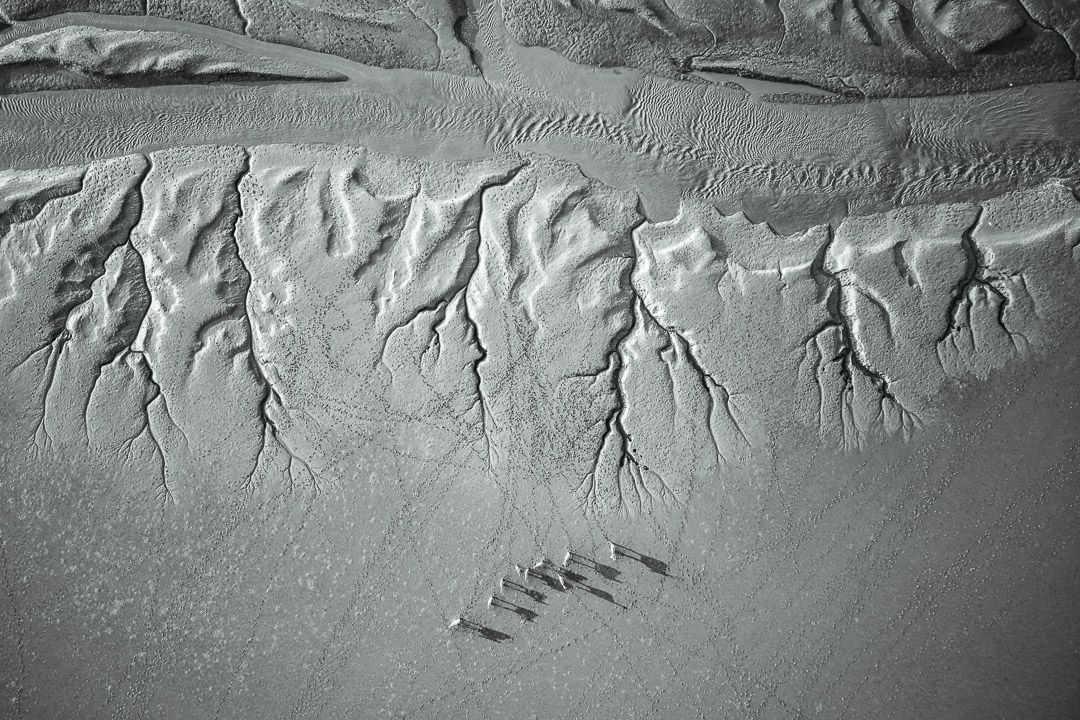 自然风光_盐城野鹿荡和大地之树