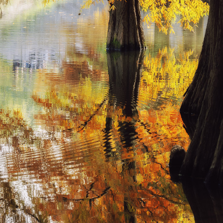 静物小景_秋明孝陵水杉-1