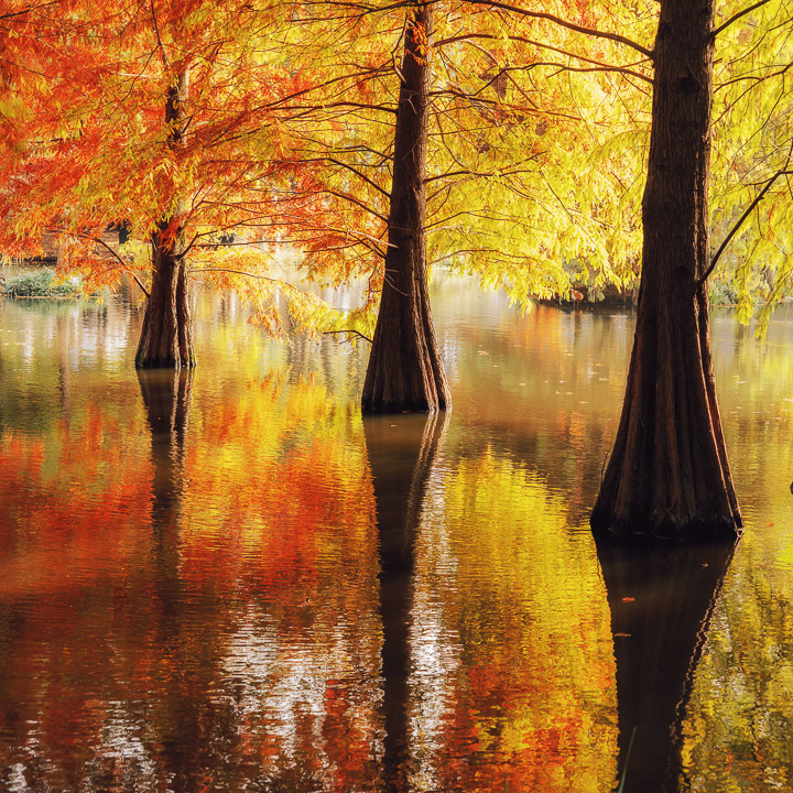 静物小景_秋明孝陵水杉-2