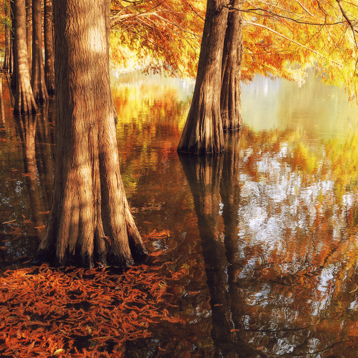 静物小景_秋明孝陵水杉-3