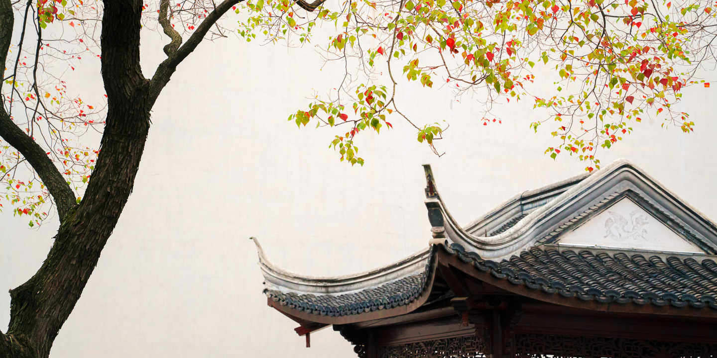 静物小景_老门东乌桕树-1